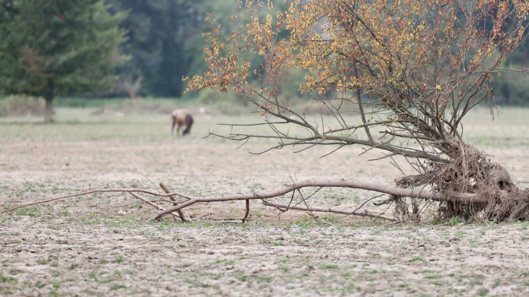 Binlerce hektar 'Mil kuraklığı' etkisinde: Tarım alanı ve meralar yok olmaya yüz tuttu 7